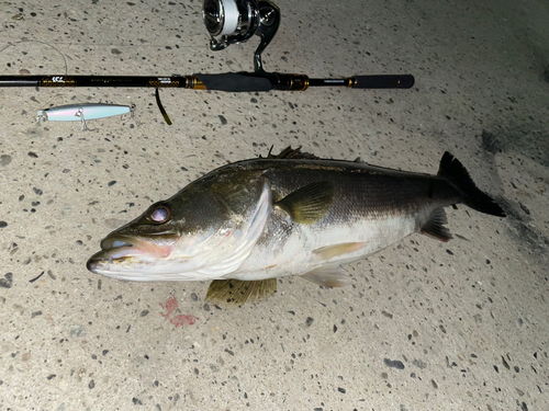 シーバスの釣果