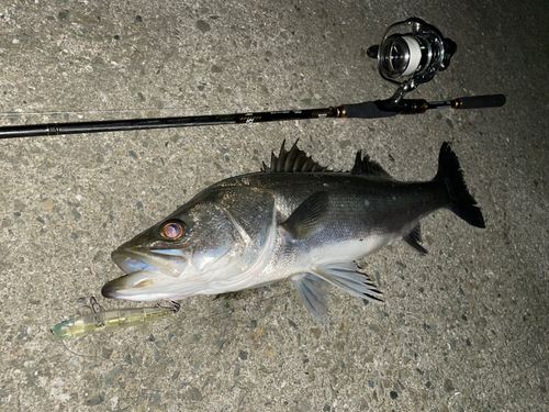 シーバスの釣果