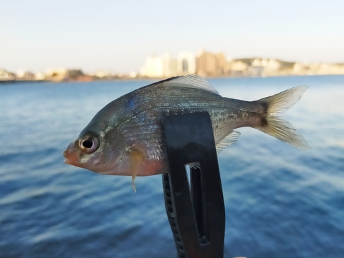 ウミタナゴの釣果