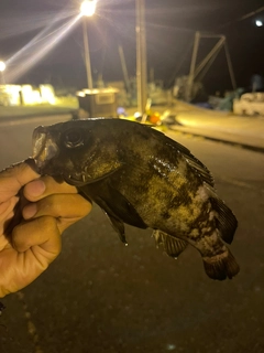 シロメバルの釣果