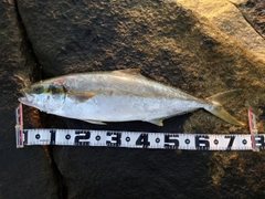 ヒラマサの釣果