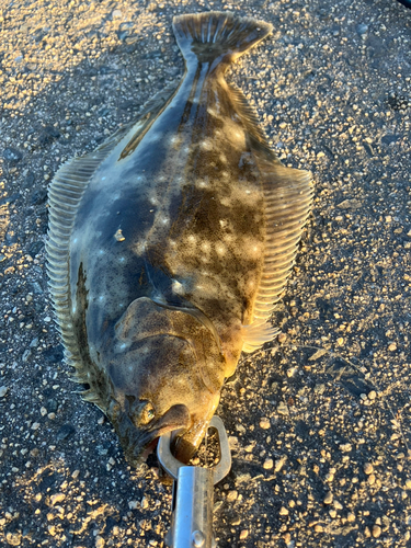 ヒラメの釣果