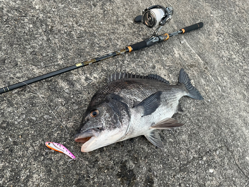 クロダイの釣果