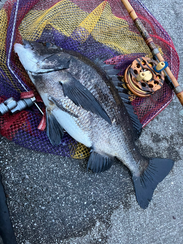 クロダイの釣果