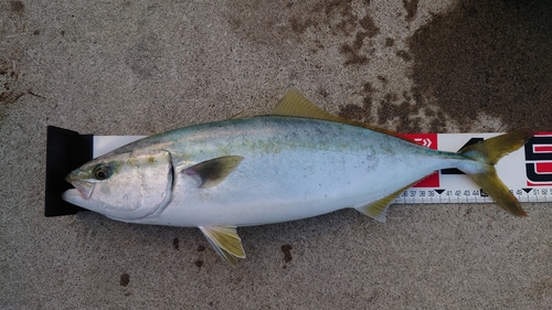 イナダの釣果