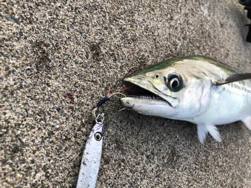 サゴシの釣果