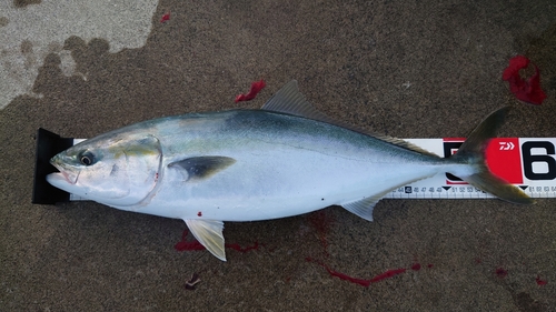 ワラサの釣果