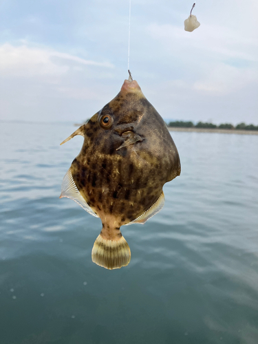 カワハギの釣果