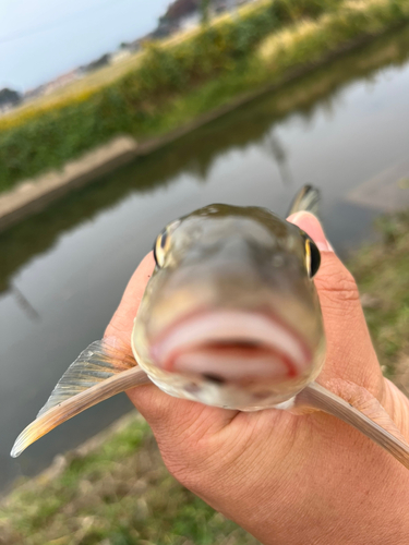 ニゴイの釣果