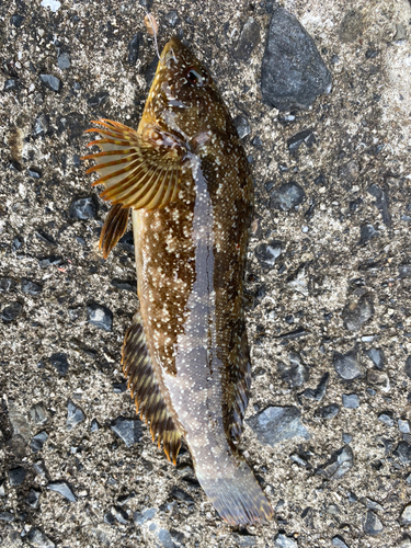 アイナメの釣果