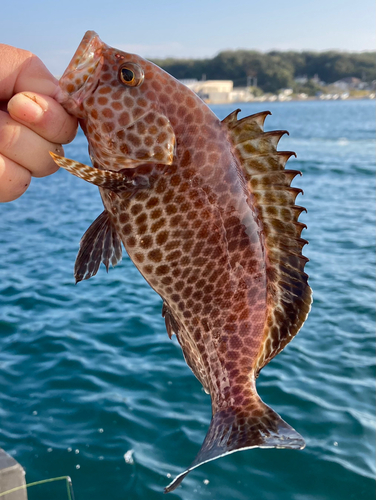 オオモンハタの釣果