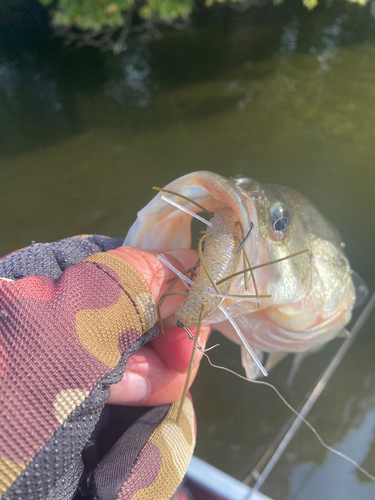 ラージマウスバスの釣果