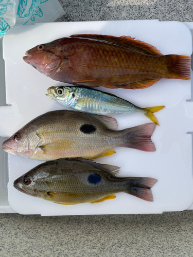 オオモンハタの釣果