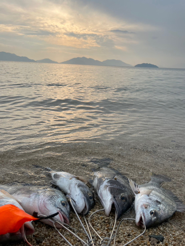 チヌの釣果