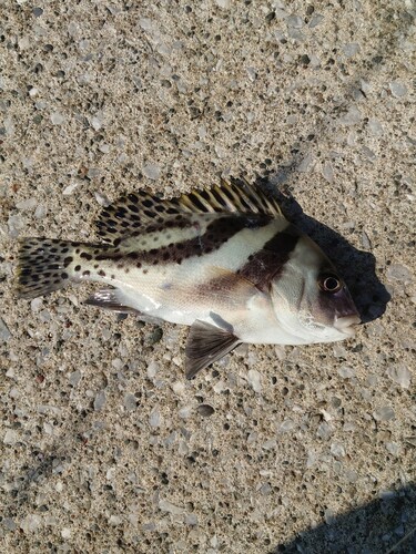 コショウダイの釣果