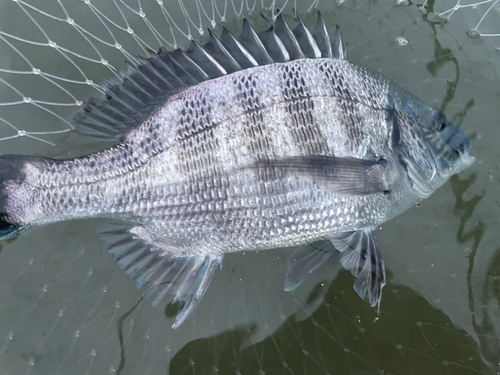 クロダイの釣果