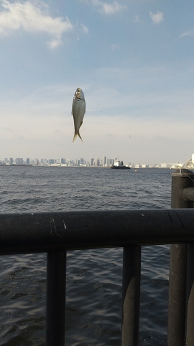 コノシロの釣果