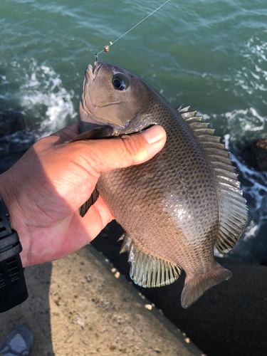 メジナの釣果