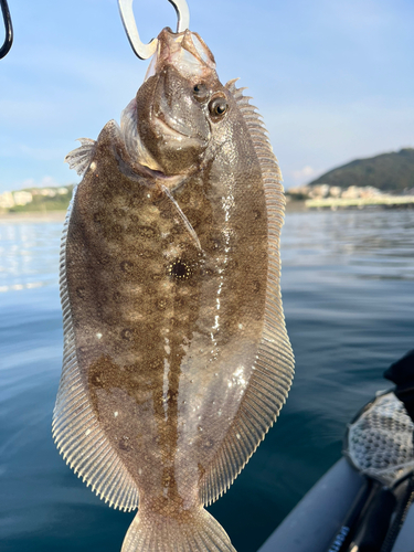 ソゲの釣果