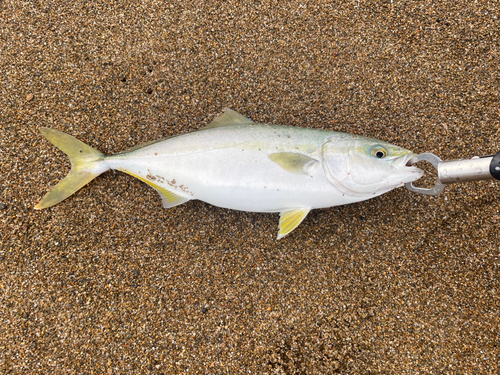 フクラギの釣果