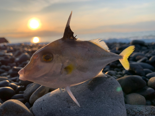 ギマの釣果