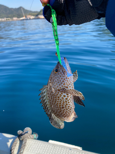 オオモンハタの釣果