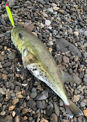 シロサバフグの釣果