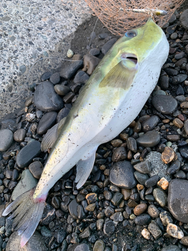 シロサバフグの釣果