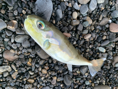 シロサバフグの釣果