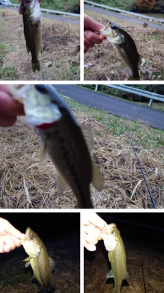 ブラックバスの釣果