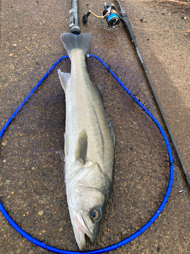 スズキの釣果