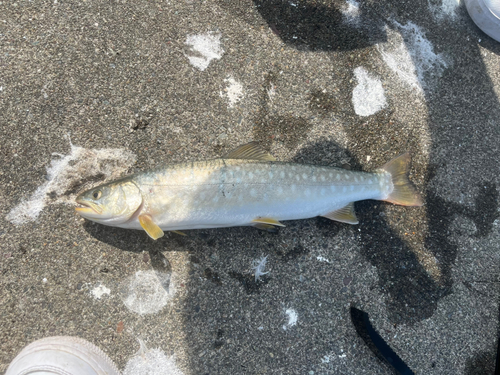 アメマスの釣果