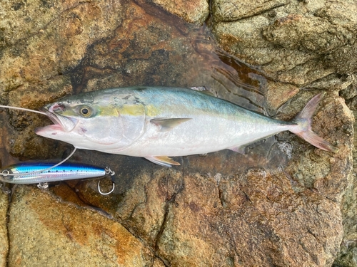 ハマチの釣果