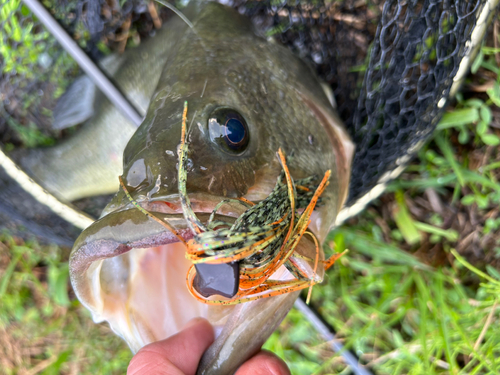 ブラックバスの釣果