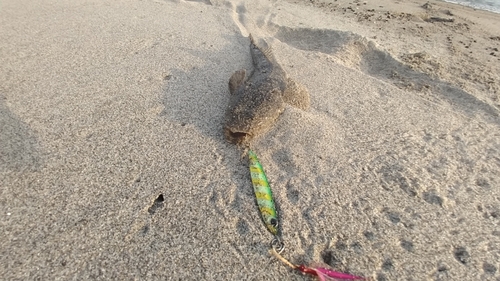 マゴチの釣果