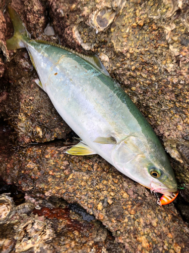 ハマチの釣果