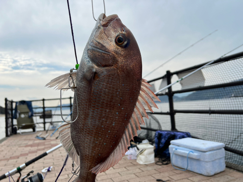 タイの釣果