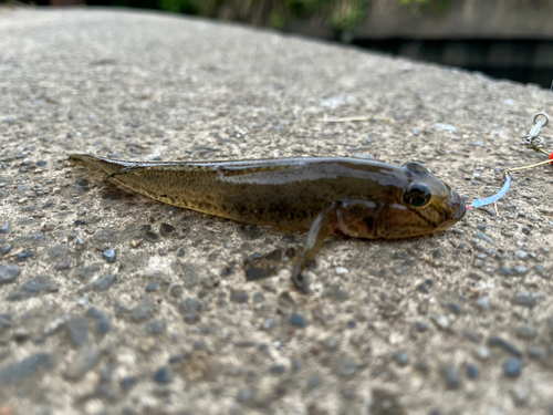 マハゼの釣果