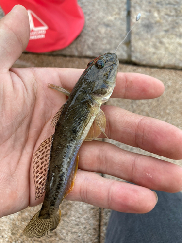 マハゼの釣果