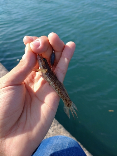 サビハゼの釣果