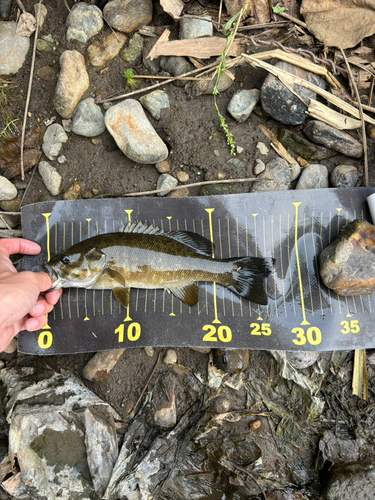 スモールマウスバスの釣果