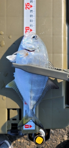 カマスの釣果