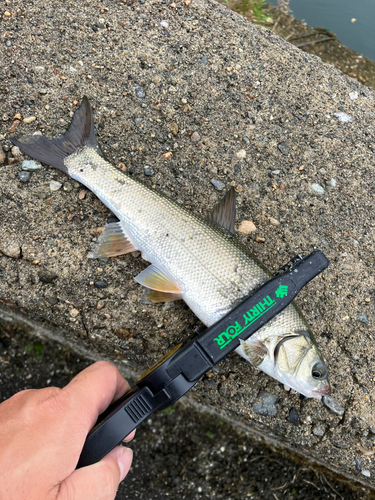 ウグイの釣果