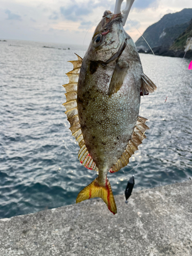 アイゴの釣果