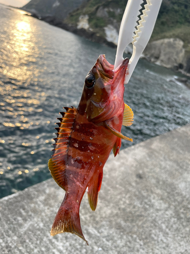 アカハタの釣果