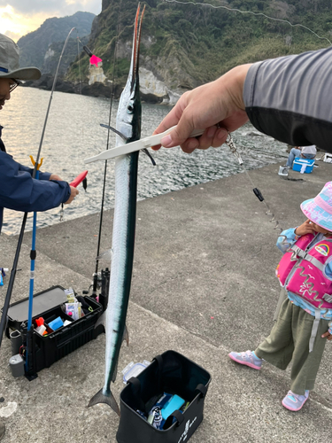 ダツの釣果