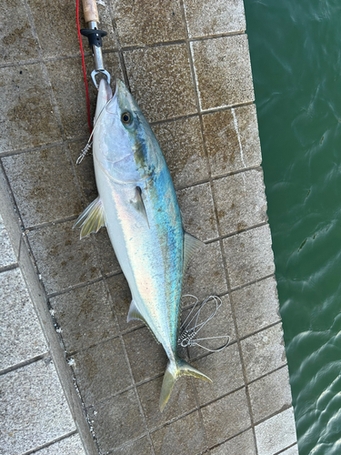 ブリの釣果