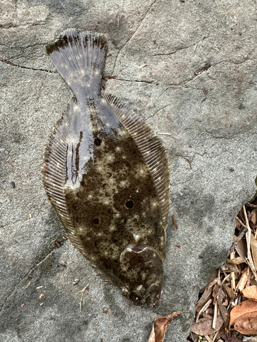 ソゲの釣果