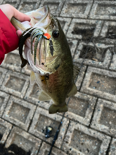 ラージマウスバスの釣果