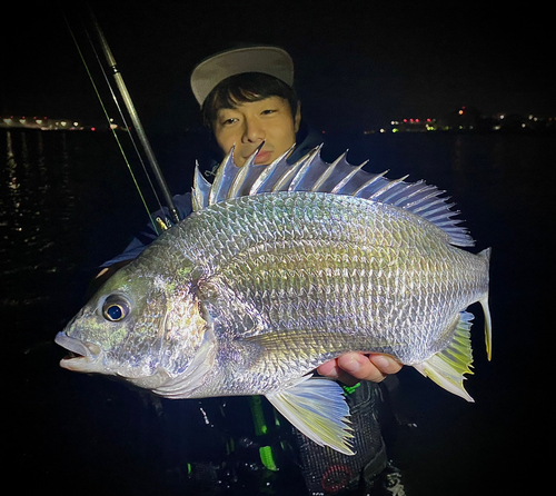 多摩川河口で釣れたキビレの釣り・釣果情報 - アングラーズ | 釣果500 
